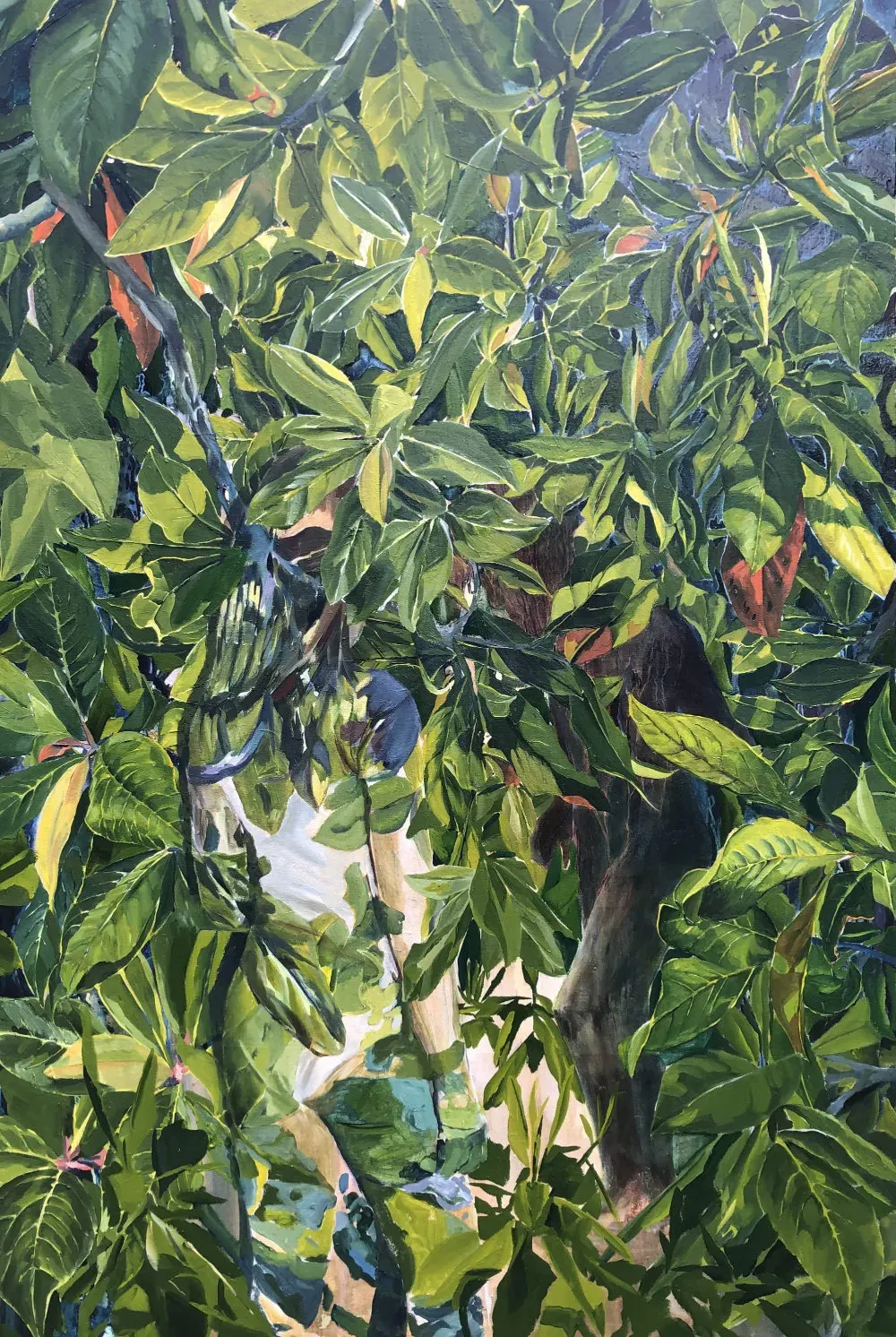 A view through the tropical canopy to the water below.
