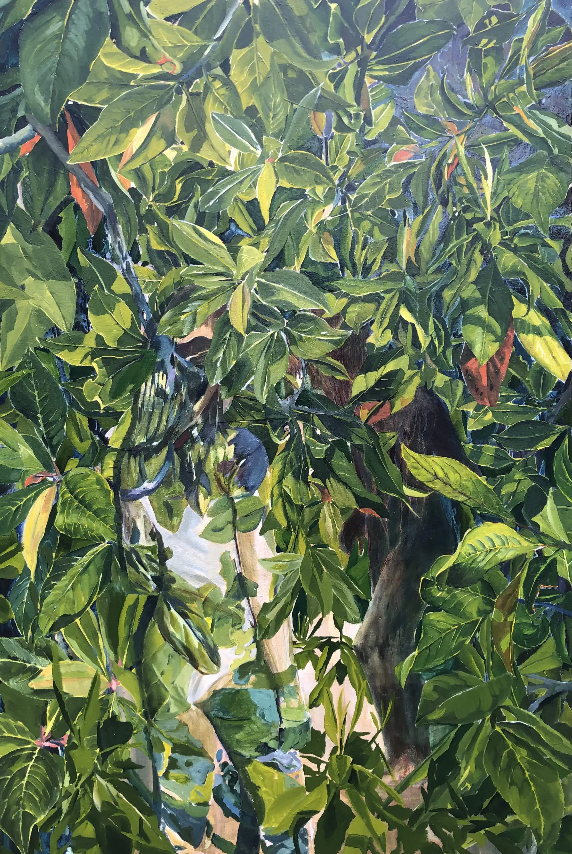 A view through the tropical canopy to the water below.