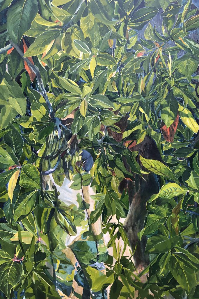 A view through the tropical canopy to the water below.